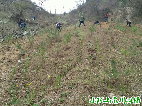 ֲ���ָ���ֲ����