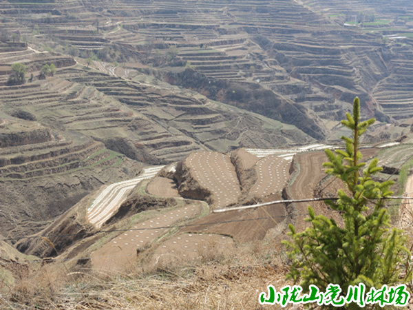 ������ֲ����