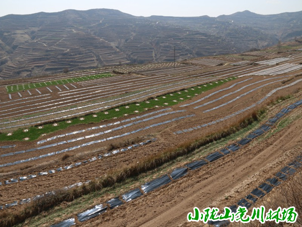 ������ֲ����