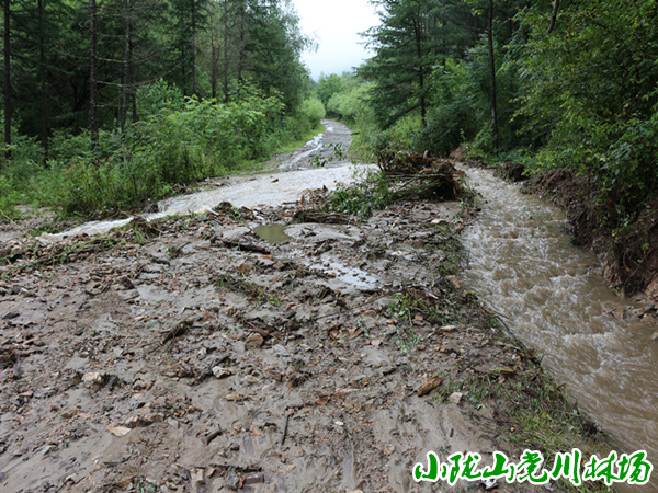 ����̲ɭ�ֹ�԰ˮ�ٵ�·